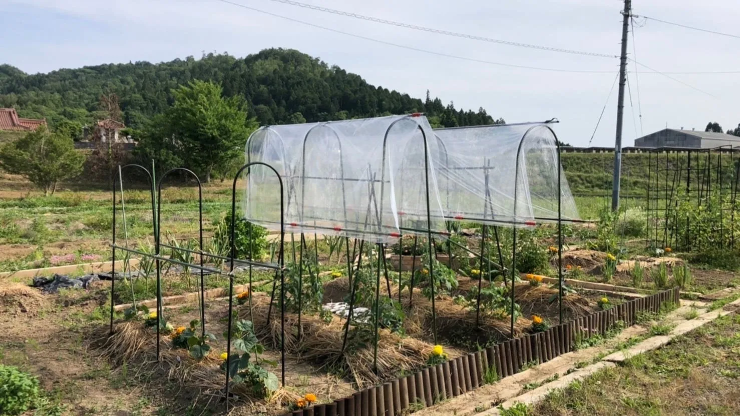 家の前には、プチ農園があります。