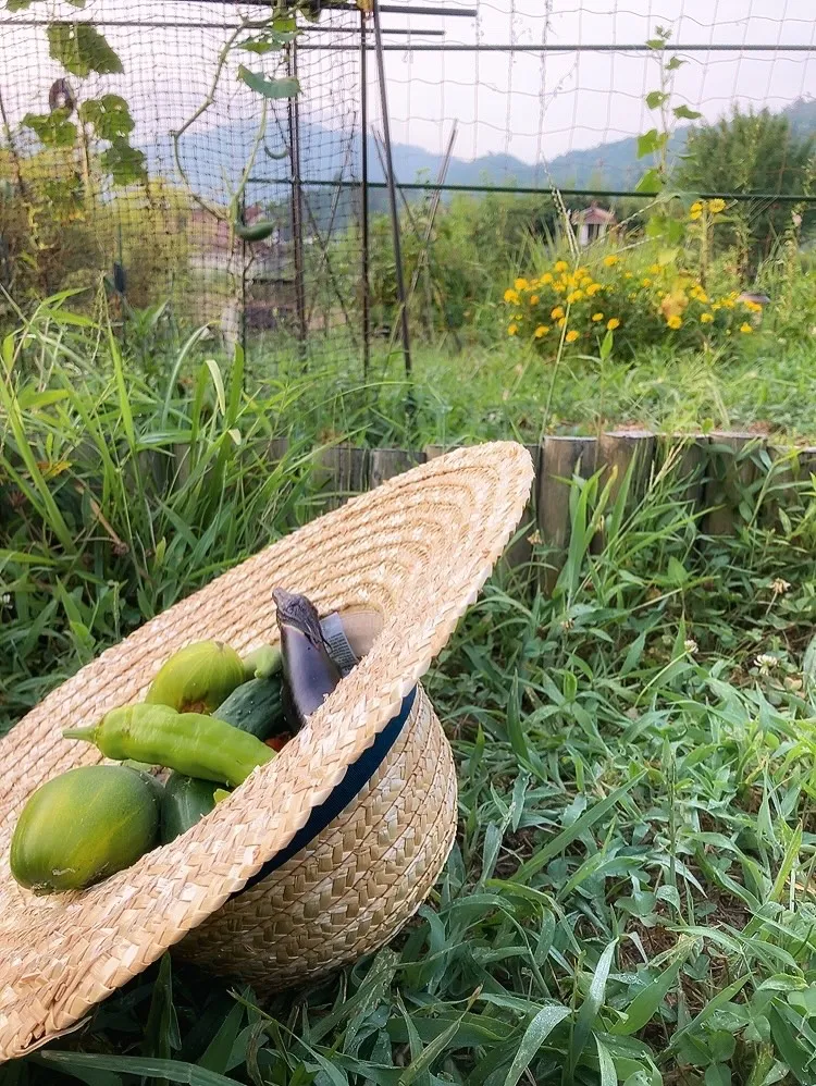 夏野菜収穫、、，終わりました