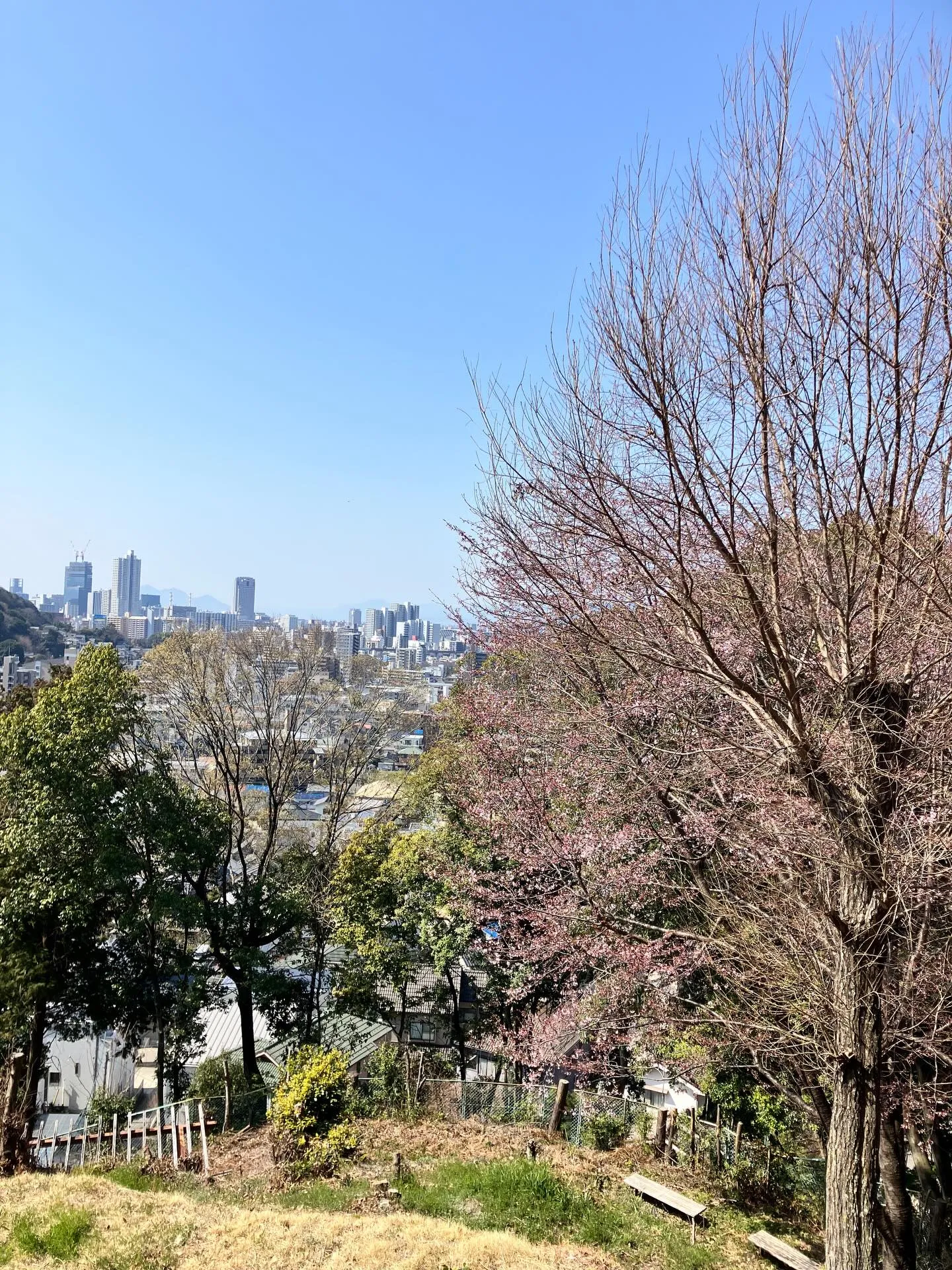 広島市内が一望できるお花見
