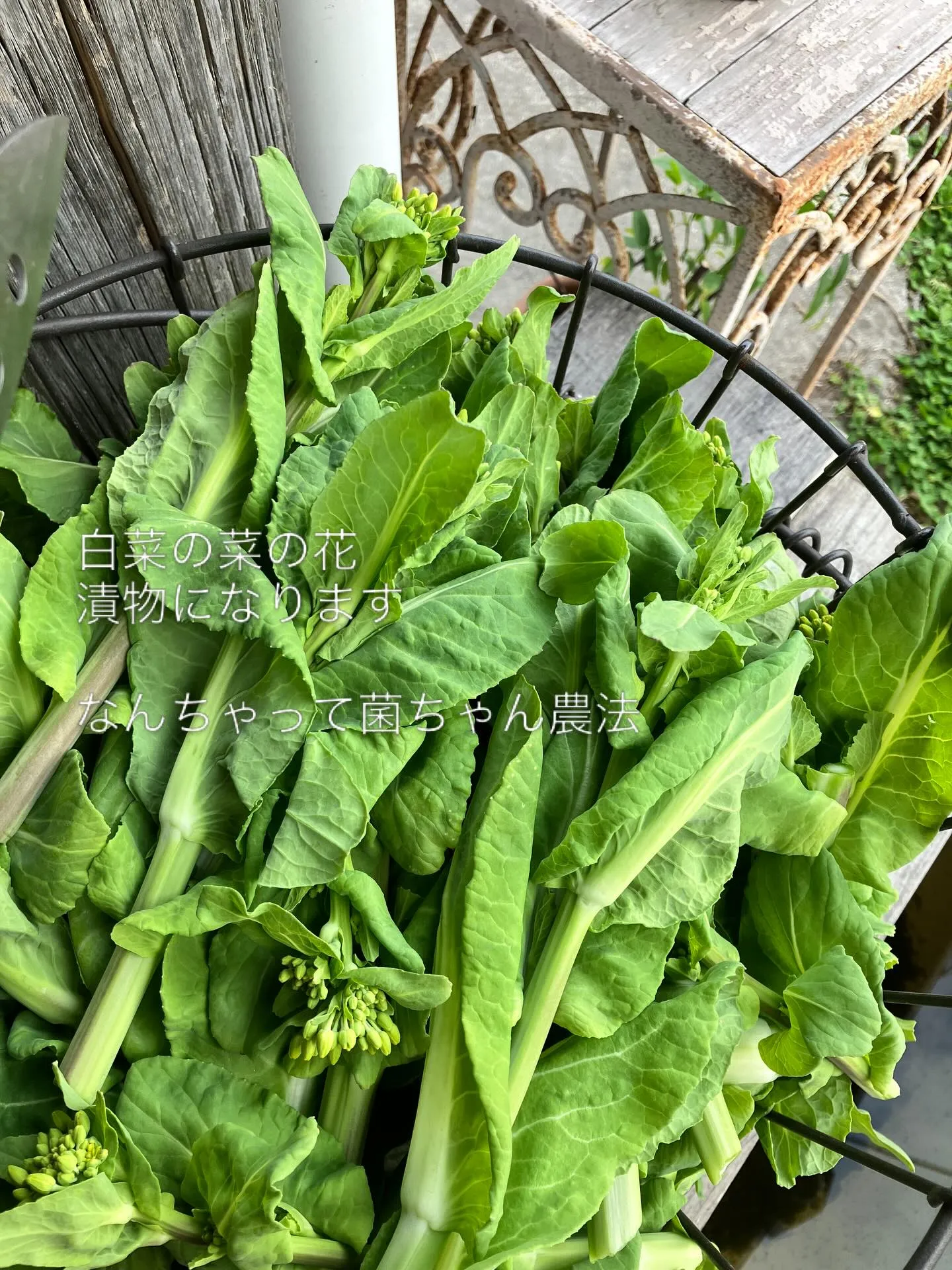 この冬巻かなかった白菜ですが