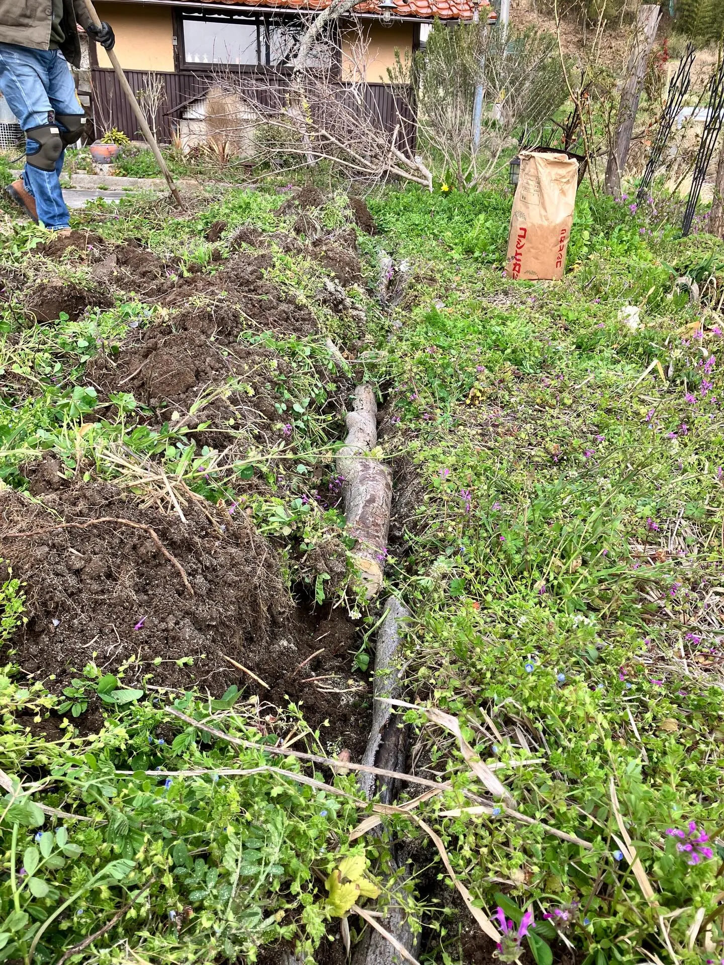 この冬巻かなかった白菜ですが