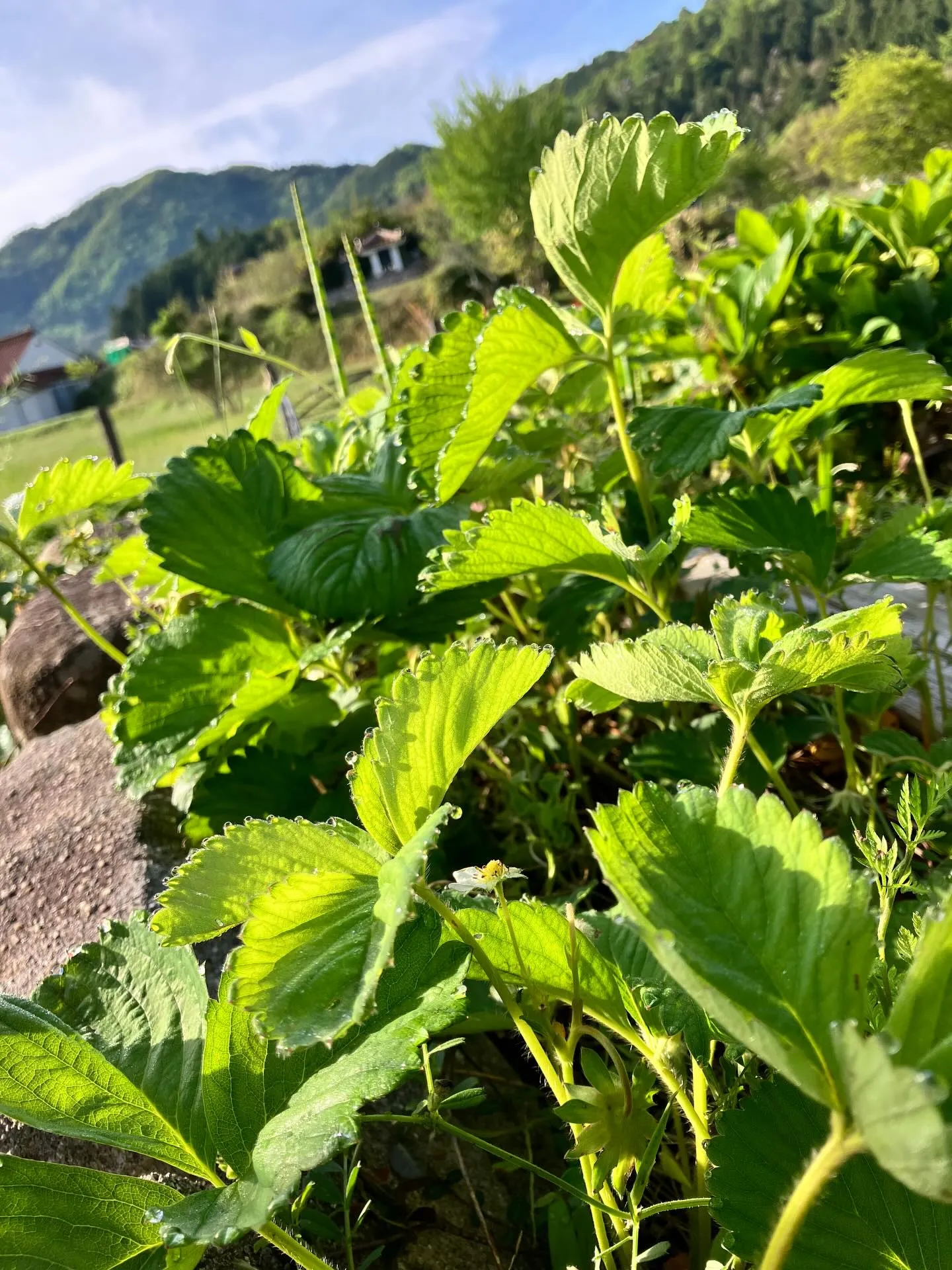 宙と廷の花たち