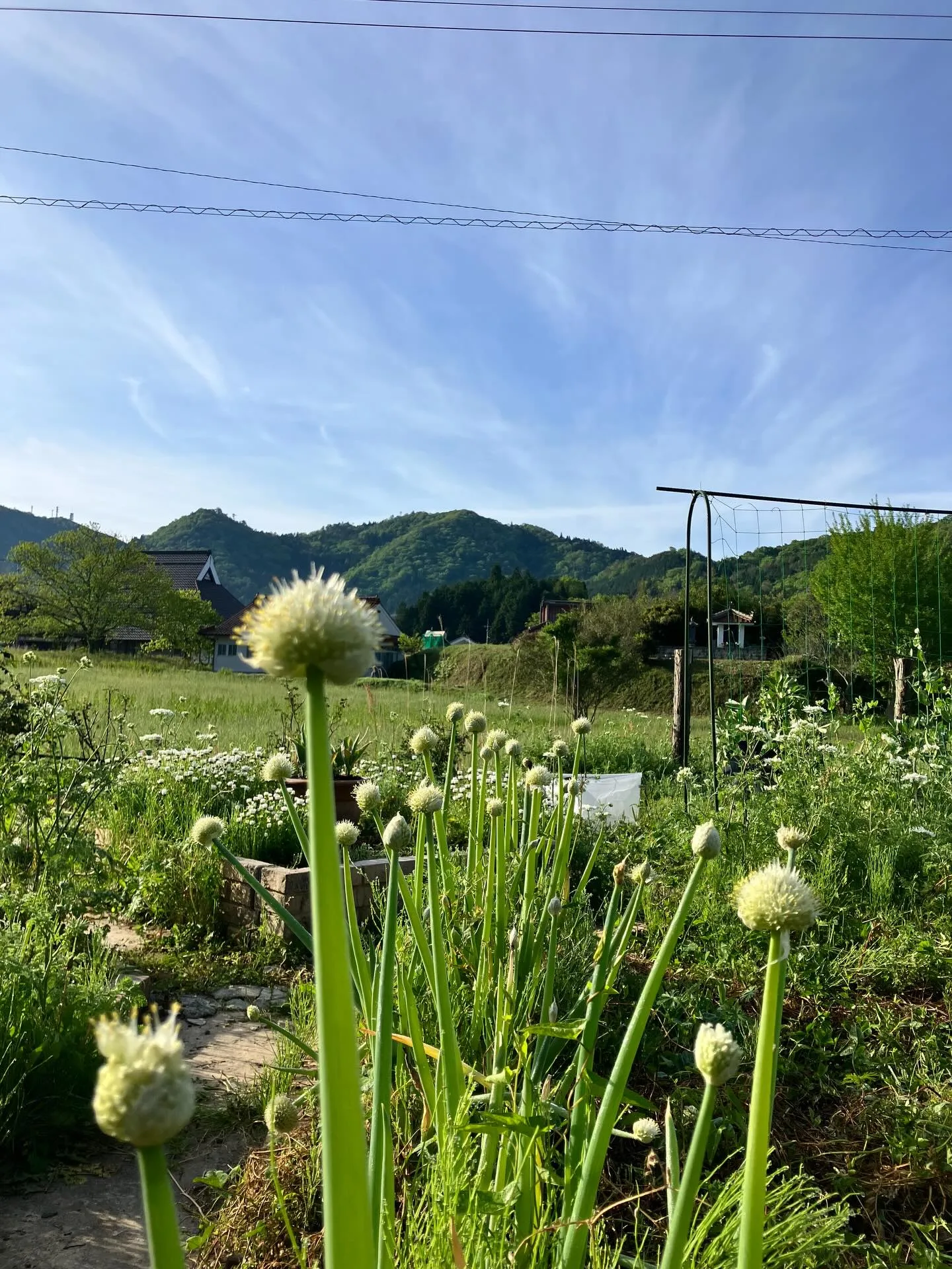 宙と廷の花たち