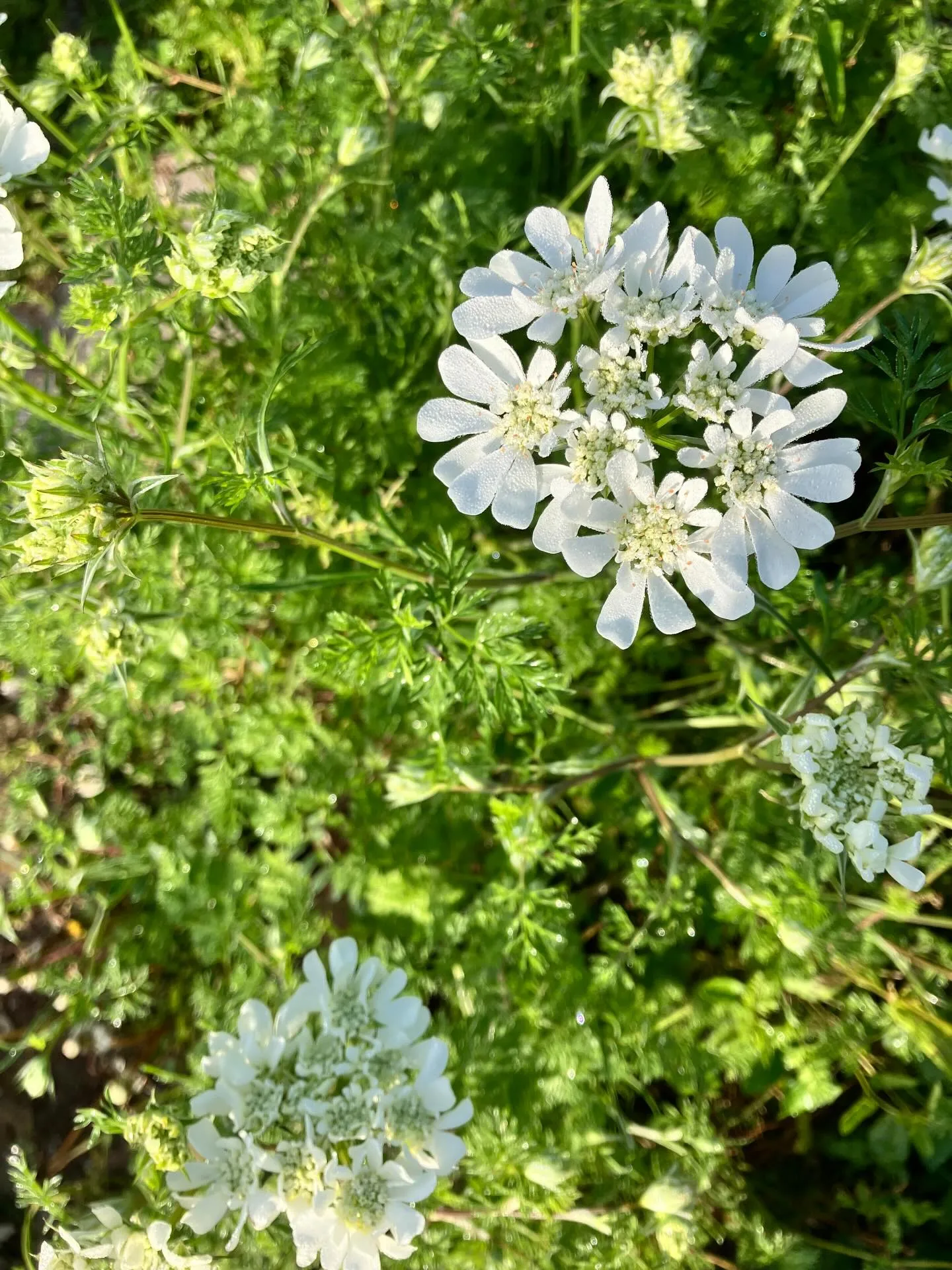 宙と廷の花たち