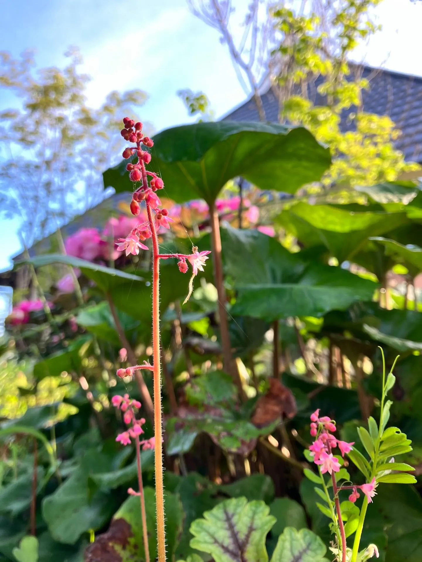 宙と廷の花たち