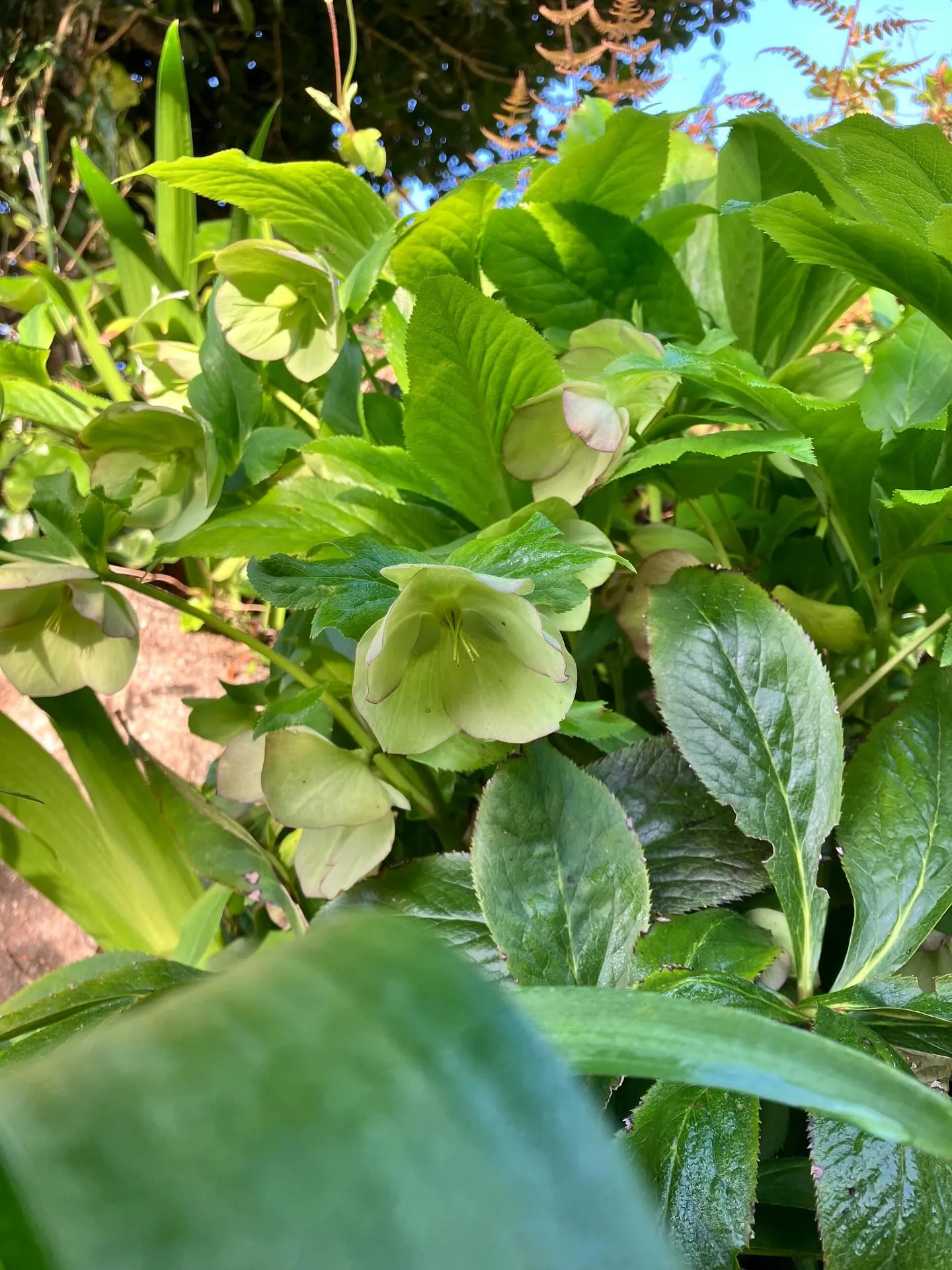 宙と廷の花たち