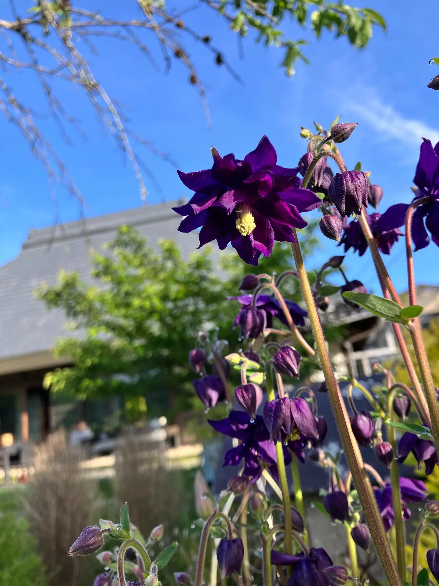宙と廷の花たち