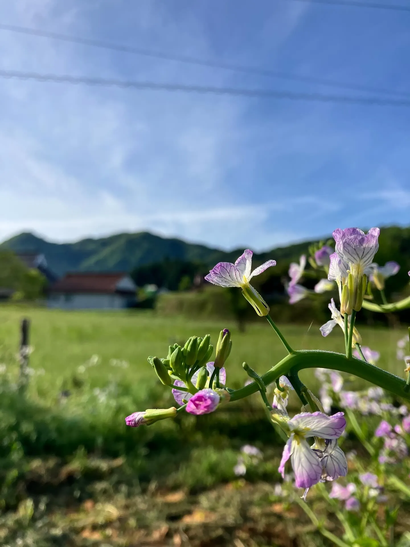 宙と廷の花たち