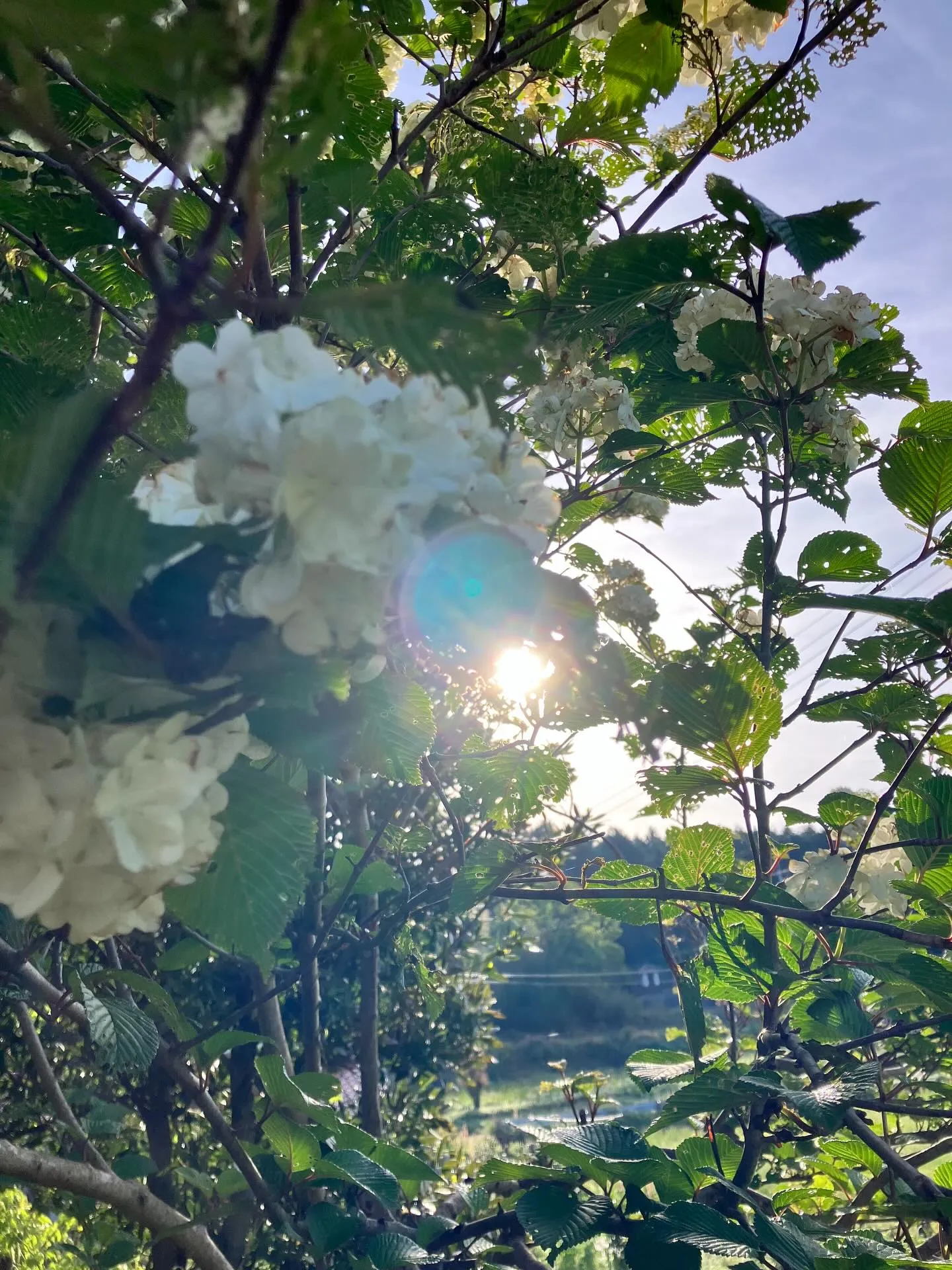 宙と廷の花たち